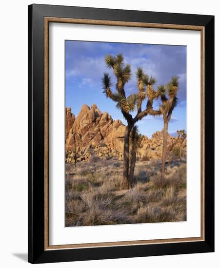 California, Joshua Tree National Park, Joshua Trees and Monzonite Granite Boulders at Hidden Valley-John Barger-Framed Photographic Print