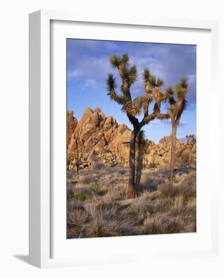 California, Joshua Tree National Park, Joshua Trees and Monzonite Granite Boulders at Hidden Valley-John Barger-Framed Photographic Print