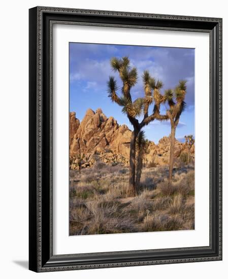 California, Joshua Tree National Park, Joshua Trees and Monzonite Granite Boulders at Hidden Valley-John Barger-Framed Photographic Print