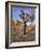 California, Joshua Tree National Park, Joshua Trees and Monzonite Granite Boulders at Hidden Valley-John Barger-Framed Photographic Print