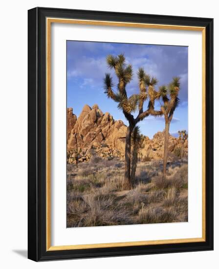 California, Joshua Tree National Park, Joshua Trees and Monzonite Granite Boulders at Hidden Valley-John Barger-Framed Photographic Print