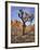 California, Joshua Tree National Park, Joshua Trees and Monzonite Granite Boulders at Hidden Valley-John Barger-Framed Photographic Print