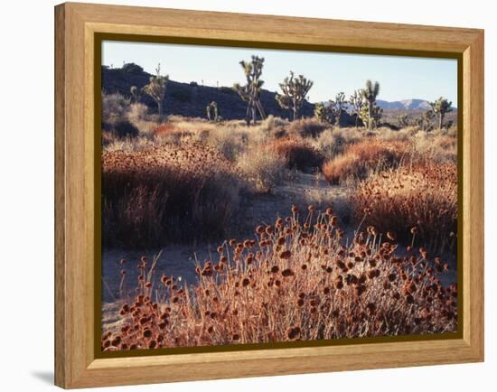 California, Joshua Tree National Park, Joshua Trees in the Mojave Desert-Christopher Talbot Frank-Framed Premier Image Canvas