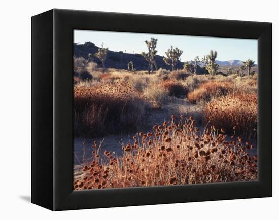 California, Joshua Tree National Park, Joshua Trees in the Mojave Desert-Christopher Talbot Frank-Framed Premier Image Canvas