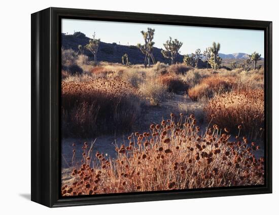 California, Joshua Tree National Park, Joshua Trees in the Mojave Desert-Christopher Talbot Frank-Framed Premier Image Canvas