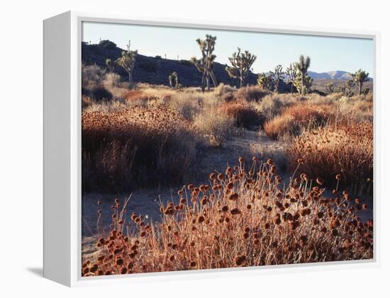 California, Joshua Tree National Park, Joshua Trees in the Mojave Desert-Christopher Talbot Frank-Framed Premier Image Canvas