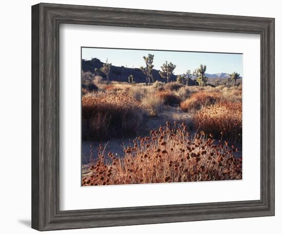 California, Joshua Tree National Park, Joshua Trees in the Mojave Desert-Christopher Talbot Frank-Framed Photographic Print