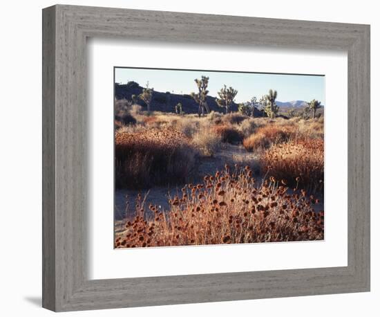 California, Joshua Tree National Park, Joshua Trees in the Mojave Desert-Christopher Talbot Frank-Framed Photographic Print