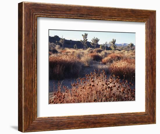 California, Joshua Tree National Park, Joshua Trees in the Mojave Desert-Christopher Talbot Frank-Framed Photographic Print