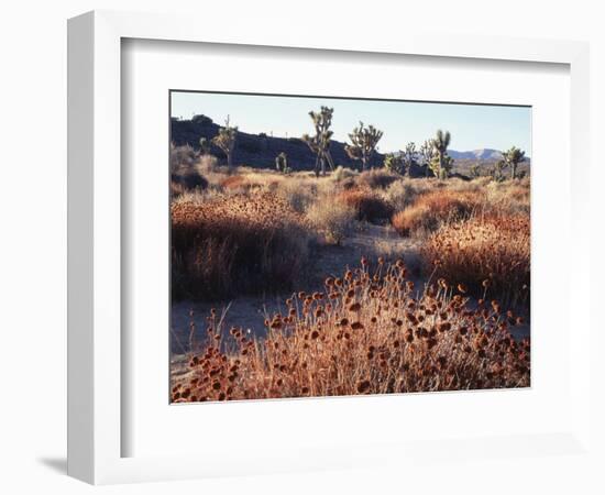 California, Joshua Tree National Park, Joshua Trees in the Mojave Desert-Christopher Talbot Frank-Framed Photographic Print