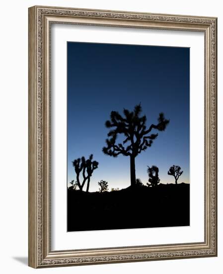 California, Joshua Tree National Park, Joshua Trees, USA-Michele Falzone-Framed Photographic Print