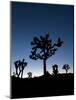 California, Joshua Tree National Park, Joshua Trees, USA-Michele Falzone-Mounted Photographic Print