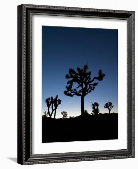 California, Joshua Tree National Park, Joshua Trees, USA-Michele Falzone-Framed Photographic Print