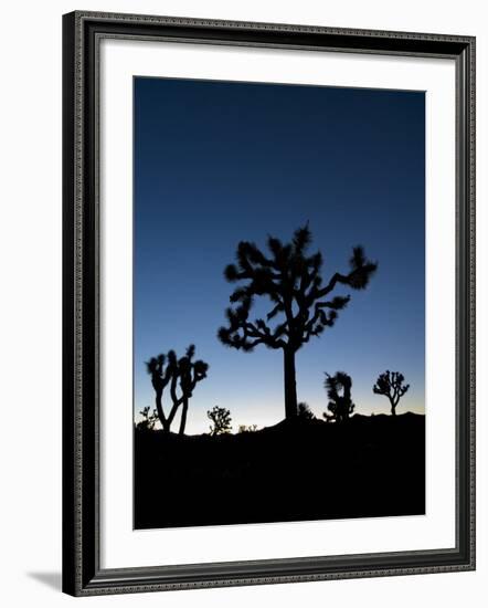 California, Joshua Tree National Park, Joshua Trees, USA-Michele Falzone-Framed Photographic Print