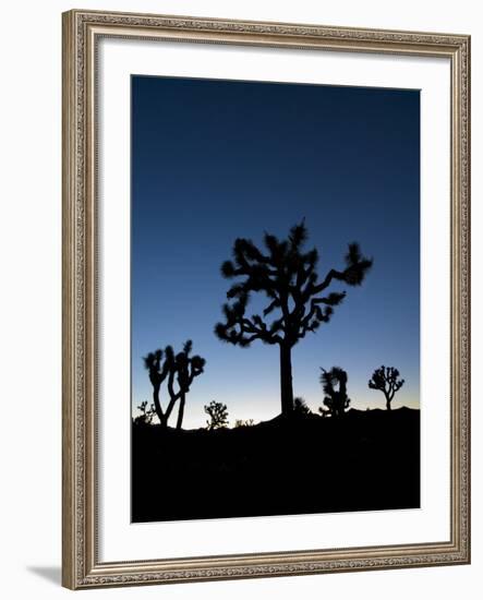 California, Joshua Tree National Park, Joshua Trees, USA-Michele Falzone-Framed Photographic Print