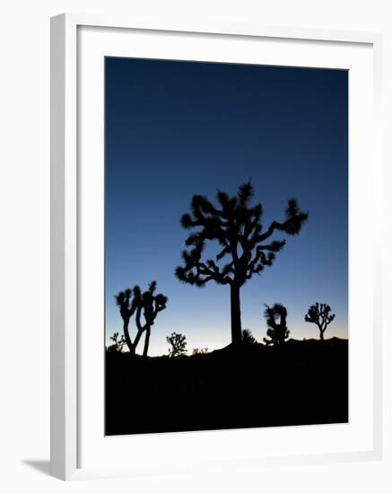 California, Joshua Tree National Park, Joshua Trees, USA-Michele Falzone-Framed Photographic Print