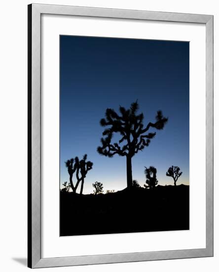 California, Joshua Tree National Park, Joshua Trees, USA-Michele Falzone-Framed Photographic Print