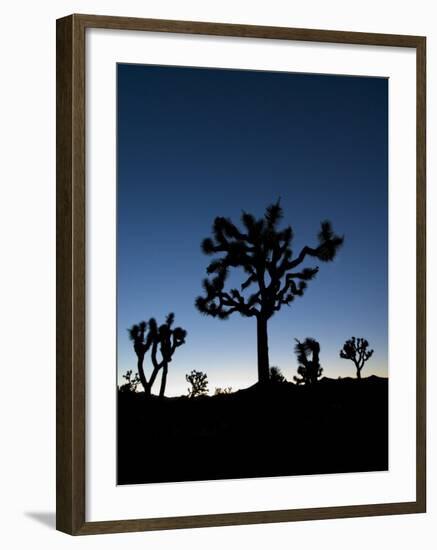 California, Joshua Tree National Park, Joshua Trees, USA-Michele Falzone-Framed Photographic Print