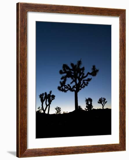 California, Joshua Tree National Park, Joshua Trees, USA-Michele Falzone-Framed Photographic Print