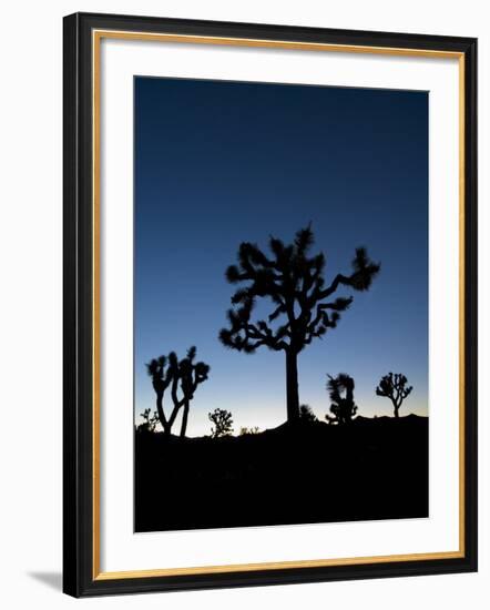 California, Joshua Tree National Park, Joshua Trees, USA-Michele Falzone-Framed Photographic Print