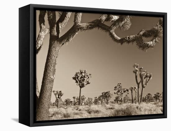 California, Joshua Tree National Park, Joshua Trees, USA-Michele Falzone-Framed Premier Image Canvas