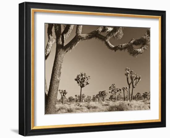 California, Joshua Tree National Park, Joshua Trees, USA-Michele Falzone-Framed Photographic Print