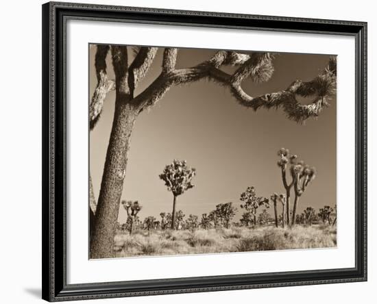 California, Joshua Tree National Park, Joshua Trees, USA-Michele Falzone-Framed Photographic Print