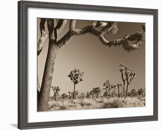 California, Joshua Tree National Park, Joshua Trees, USA-Michele Falzone-Framed Photographic Print