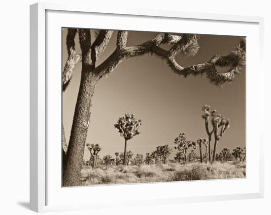 California, Joshua Tree National Park, Joshua Trees, USA-Michele Falzone-Framed Photographic Print