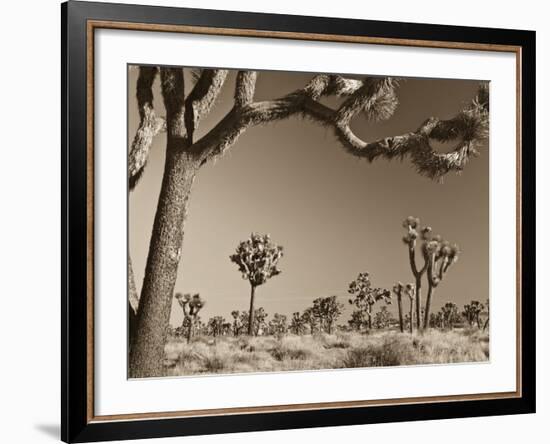 California, Joshua Tree National Park, Joshua Trees, USA-Michele Falzone-Framed Photographic Print