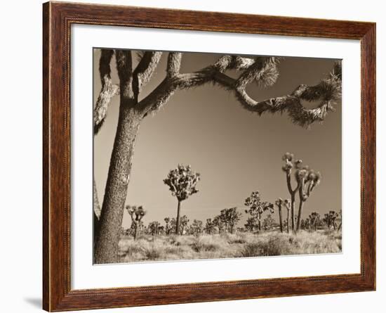 California, Joshua Tree National Park, Joshua Trees, USA-Michele Falzone-Framed Photographic Print