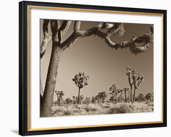 California, Joshua Tree National Park, Joshua Trees, USA-Michele Falzone-Framed Photographic Print