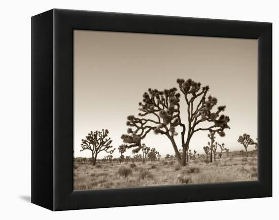 California, Joshua Tree National Park, Joshua Trees, USA-Michele Falzone-Framed Premier Image Canvas