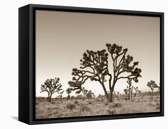 California, Joshua Tree National Park, Joshua Trees, USA-Michele Falzone-Framed Premier Image Canvas