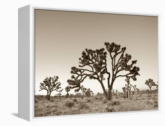 California, Joshua Tree National Park, Joshua Trees, USA-Michele Falzone-Framed Premier Image Canvas
