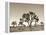 California, Joshua Tree National Park, Joshua Trees, USA-Michele Falzone-Framed Premier Image Canvas