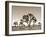 California, Joshua Tree National Park, Joshua Trees, USA-Michele Falzone-Framed Photographic Print