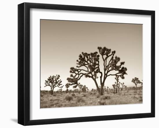 California, Joshua Tree National Park, Joshua Trees, USA-Michele Falzone-Framed Photographic Print