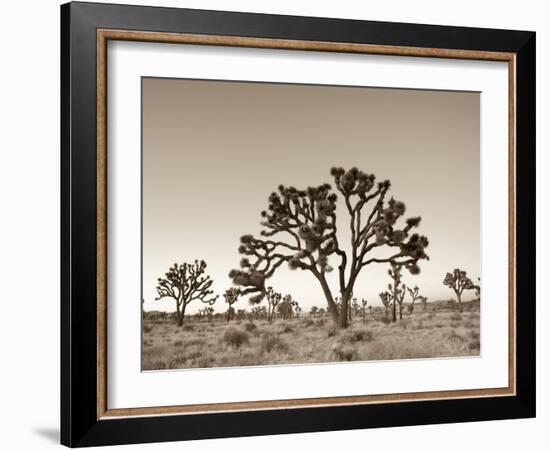 California, Joshua Tree National Park, Joshua Trees, USA-Michele Falzone-Framed Photographic Print