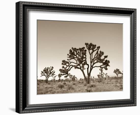 California, Joshua Tree National Park, Joshua Trees, USA-Michele Falzone-Framed Photographic Print