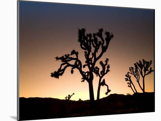 California, Joshua Tree National Park, Joshua Trees, USA-Michele Falzone-Mounted Photographic Print