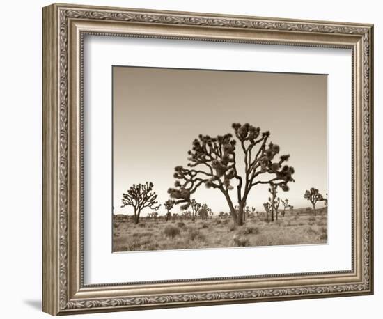 California, Joshua Tree National Park, Joshua Trees, USA-Michele Falzone-Framed Photographic Print