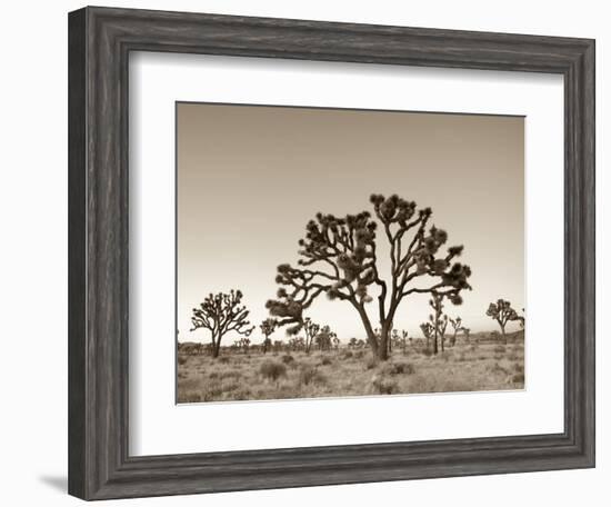 California, Joshua Tree National Park, Joshua Trees, USA-Michele Falzone-Framed Photographic Print