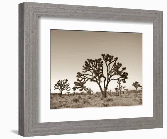 California, Joshua Tree National Park, Joshua Trees, USA-Michele Falzone-Framed Photographic Print