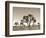 California, Joshua Tree National Park, Joshua Trees, USA-Michele Falzone-Framed Photographic Print