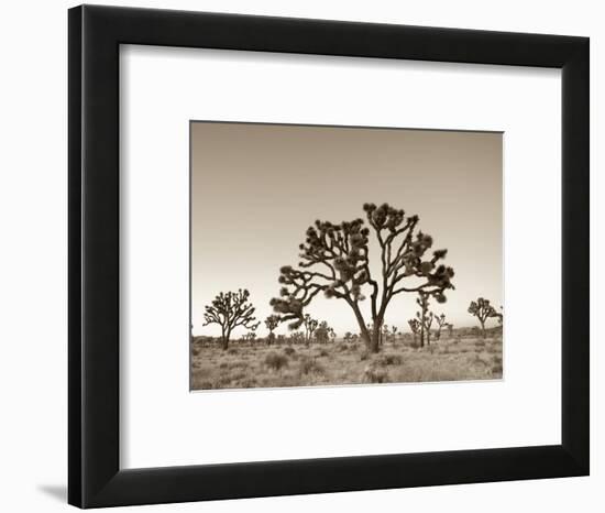 California, Joshua Tree National Park, Joshua Trees, USA-Michele Falzone-Framed Photographic Print