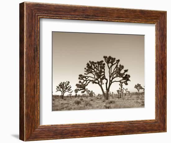 California, Joshua Tree National Park, Joshua Trees, USA-Michele Falzone-Framed Photographic Print