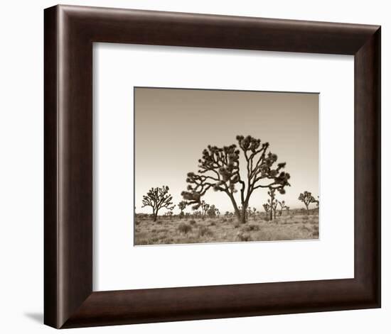 California, Joshua Tree National Park, Joshua Trees, USA-Michele Falzone-Framed Photographic Print