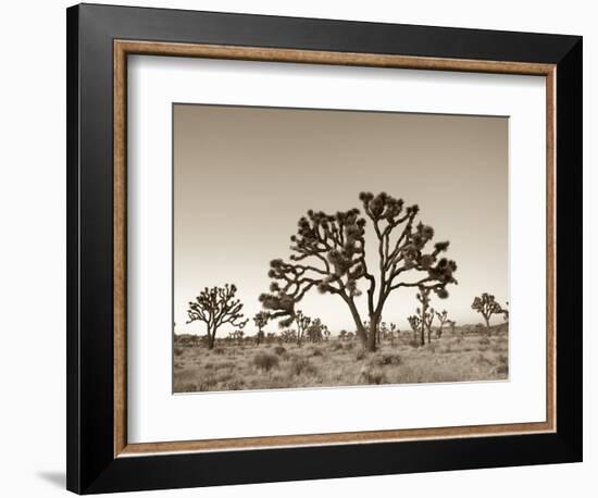 California, Joshua Tree National Park, Joshua Trees, USA-Michele Falzone-Framed Photographic Print