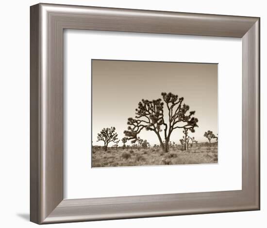 California, Joshua Tree National Park, Joshua Trees, USA-Michele Falzone-Framed Photographic Print